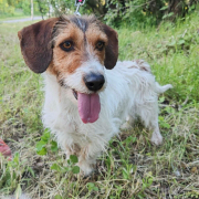 ALLIE, Hund, Mischlingshund in Slowakische Republik - Bild 5