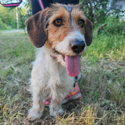 ALLIE, Hund, Mischlingshund in Slowakische Republik - Bild 6