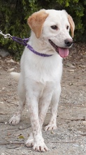 BONO2, Hund, Mischlingshund in Zypern - Bild 4