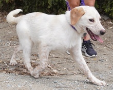BONO2, Hund, Mischlingshund in Zypern - Bild 6