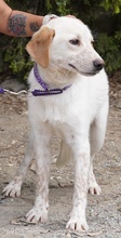 BONO2, Hund, Mischlingshund in Zypern - Bild 8