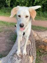 BONO2, Hund, Mischlingshund in Lingen