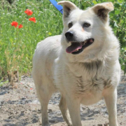 ANDRAS, Hund, Mischlingshund in Slowakische Republik - Bild 1