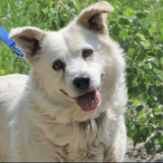 ANDRAS, Hund, Mischlingshund in Slowakische Republik - Bild 2