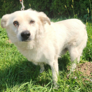 ANDRAS, Hund, Mischlingshund in Slowakische Republik - Bild 3
