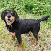 ANTONIO, Hund, Mischlingshund in Slowakische Republik - Bild 1