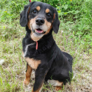 ANTONIO, Hund, Mischlingshund in Slowakische Republik - Bild 2