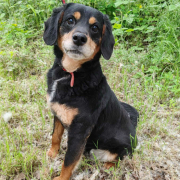 ANTONIO, Hund, Mischlingshund in Slowakische Republik - Bild 3