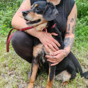 ANTONIO, Hund, Mischlingshund in Slowakische Republik - Bild 4