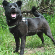 ARANA, Hund, Labrador-Akita Inu-Mix in Slowakische Republik - Bild 1