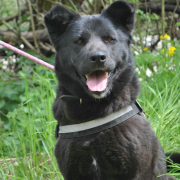 ARANA, Hund, Labrador-Akita Inu-Mix in Slowakische Republik - Bild 2