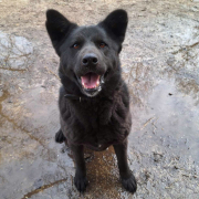 ARANA, Hund, Labrador-Akita Inu-Mix in Slowakische Republik - Bild 3