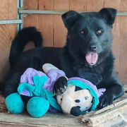 ARANA, Hund, Labrador-Akita Inu-Mix in Slowakische Republik - Bild 4