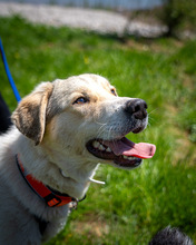 GEORG, Hund, Mischlingshund in Nordmazedonien - Bild 1