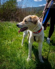 GEORG, Hund, Mischlingshund in Nordmazedonien - Bild 2