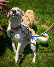 GEORG, Hund, Mischlingshund in Nordmazedonien - Bild 3
