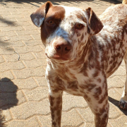 ARTHUR, Hund, Dalmatiner-Jack Russell Terrier-Mix in Hilgert - Bild 1