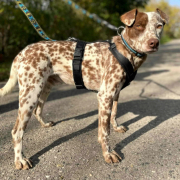 ARTHUR, Hund, Dalmatiner-Jack Russell Terrier-Mix in Hilgert - Bild 3