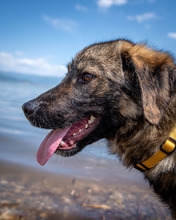 LOKI, Hund, Mischlingshund in Nordmazedonien - Bild 1