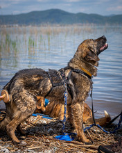 LOKI, Hund, Mischlingshund in Nordmazedonien - Bild 2
