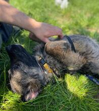 LOKI, Hund, Mischlingshund in Nordmazedonien - Bild 4