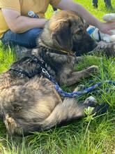 LOKI, Hund, Mischlingshund in Nordmazedonien - Bild 5