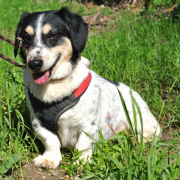 BURKUS, Hund, Corgi-Mix in Bergneustadt - Bild 1