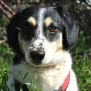 BURKUS, Hund, Corgi-Mix in Bergneustadt - Bild 2
