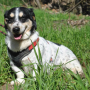 BURKUS, Hund, Corgi-Mix in Bergneustadt - Bild 3