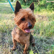 CASANOVA, Hund, Yorkshire Terrier in Slowakische Republik - Bild 1