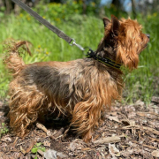 CASANOVA, Hund, Yorkshire Terrier in Slowakische Republik - Bild 3