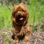CASANOVA, Hund, Yorkshire Terrier in Slowakische Republik - Bild 4