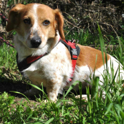 CSÖPI, Hund, Corgi-Mix in Bergneustadt - Bild 1