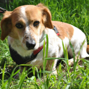 CSÖPI, Hund, Corgi-Mix in Bergneustadt - Bild 2
