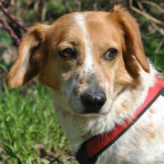 CSÖPI, Hund, Corgi-Mix in Bergneustadt - Bild 3