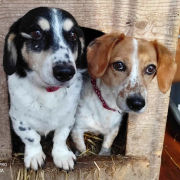 CSÖPI, Hund, Corgi-Mix in Bergneustadt - Bild 4