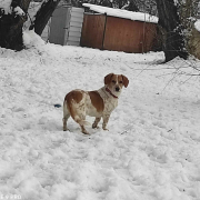 CSÖPI, Hund, Corgi-Mix in Bergneustadt - Bild 5