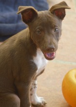 LAILA, Hund, Podenco-Mix in Spanien