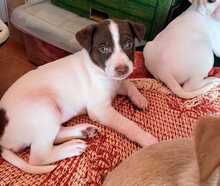 MIHA, Hund, Podenco-Mix in Spanien - Bild 1