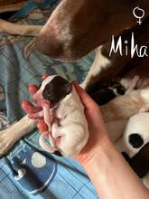 MIHA, Hund, Podenco-Mix in Spanien - Bild 2