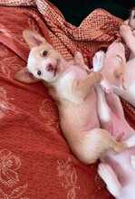 LUCIA, Hund, Podenco-Mix in Spanien - Bild 1