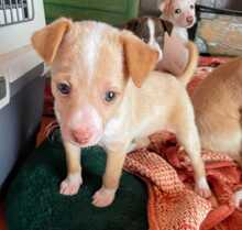 LUCIA, Hund, Podenco-Mix in Spanien - Bild 2