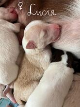 LUCIA, Hund, Podenco-Mix in Spanien - Bild 4