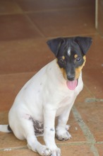 FELIX, Hund, Podenco-Bodeguero Andaluz-Mix in Spanien