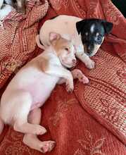 LU, Hund, Podenco-Mix in Spanien - Bild 2