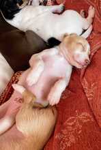 LU, Hund, Podenco-Mix in Spanien - Bild 3