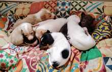 LU, Hund, Podenco-Mix in Spanien - Bild 4