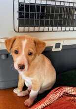 LEO, Hund, Podenco-Mix in Spanien - Bild 1