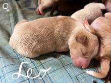 LEO, Hund, Podenco-Mix in Spanien - Bild 2