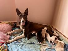 LEO, Hund, Podenco-Mix in Spanien - Bild 4